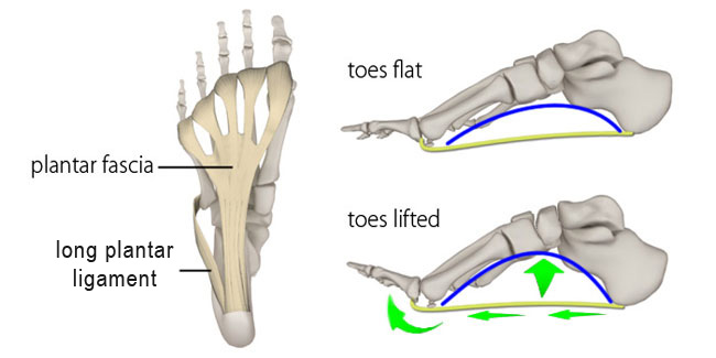 plantar fascia, foot arch